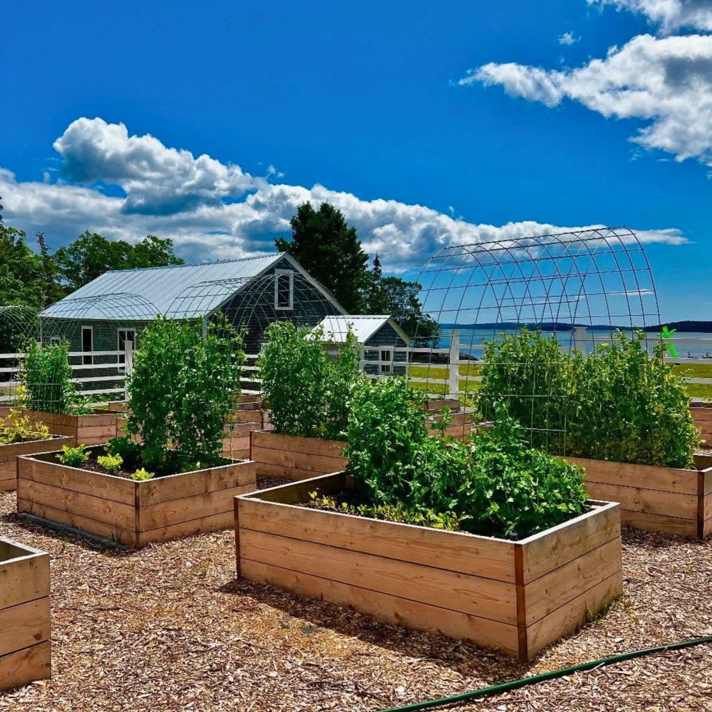 Swan Song Saltwater Farm Sullivan Maine 01